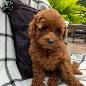 Paisley, Toy Poodle Puppy