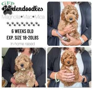Merk, Mini Goldendoodle Puppy