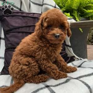 Paisley, Toy Poodle Puppy