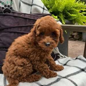 Paisley, Toy Poodle Puppy