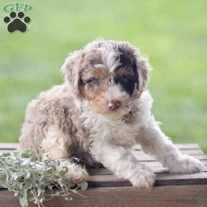Lex, Cavapoo Puppy