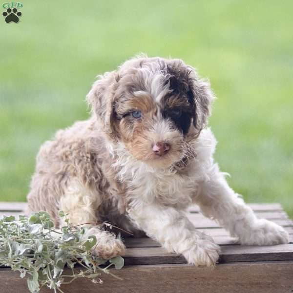 Lex, Cavapoo Puppy