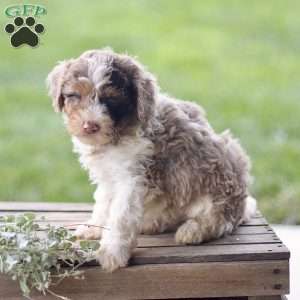 Lex, Cavapoo Puppy