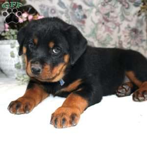 Jenny, Rottweiler Puppy