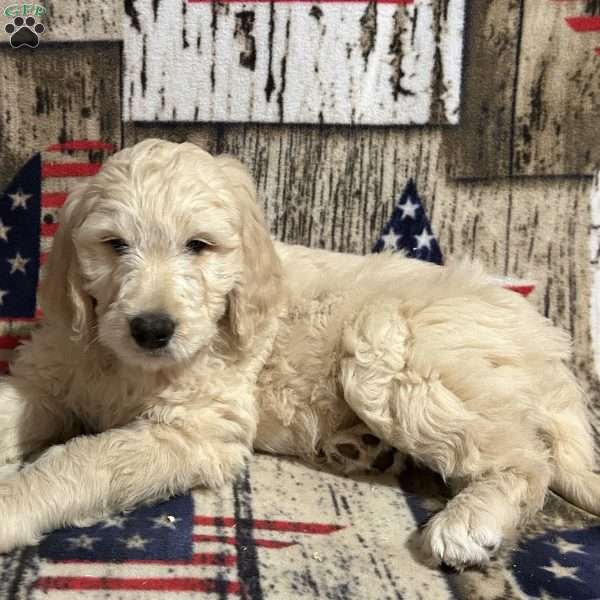 CALLIE, Goldendoodle Puppy