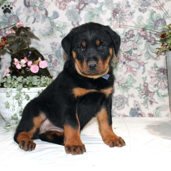 Jenny, Rottweiler Puppy