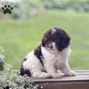 Hayes, Toy Poodle Puppy