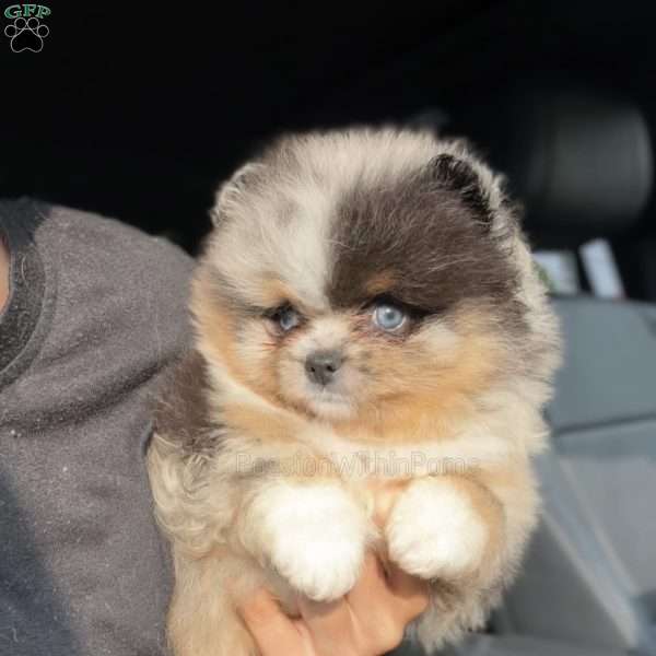 Little River, Pomeranian Puppy