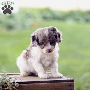 Logan, Cavapoo Puppy