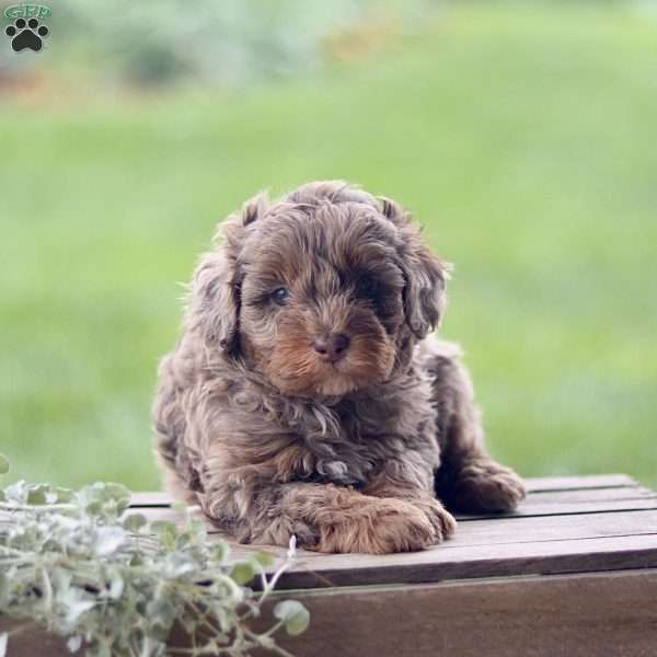 Lewis, Cavapoo Puppy