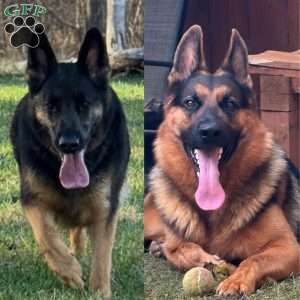 Thalia, German Shepherd Puppy