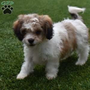Blake, Cavachon Puppy