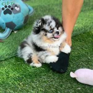 Little River, Pomeranian Puppy