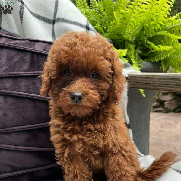 Poppy, Toy Poodle Puppy