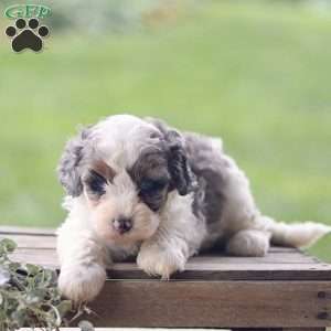 Lily, Cavapoo Puppy