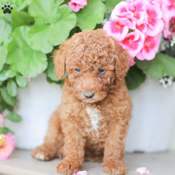Zack, Miniature Poodle Puppy