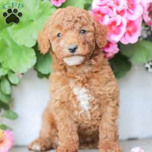 Zack, Miniature Poodle Puppy