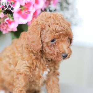 Zane, Miniature Poodle Puppy