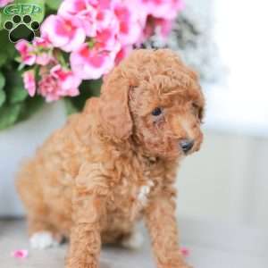Zane, Miniature Poodle Puppy