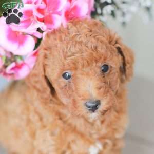 Zane, Miniature Poodle Puppy
