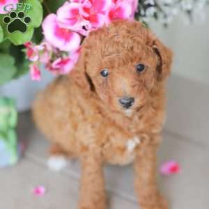 Zane, Miniature Poodle Puppy