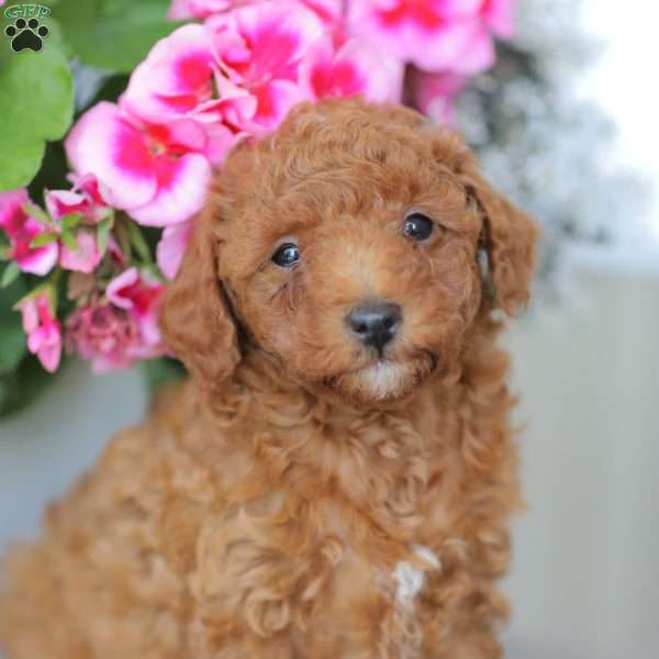 Zane, Miniature Poodle Puppy