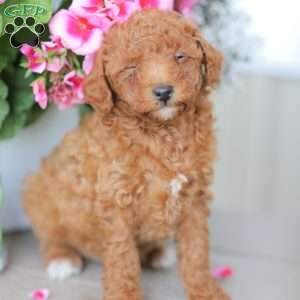 Zane, Miniature Poodle Puppy