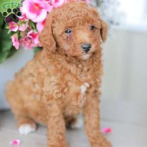 Zane, Miniature Poodle Puppy