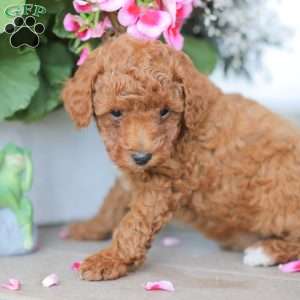 Zane, Miniature Poodle Puppy