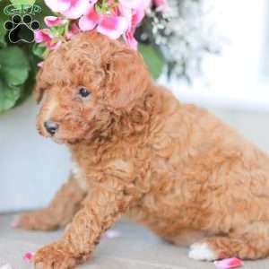 Zane, Miniature Poodle Puppy