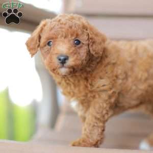Zane, Miniature Poodle Puppy