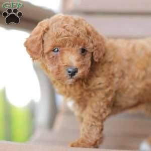 Zane, Miniature Poodle Puppy