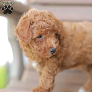 Zane, Miniature Poodle Puppy