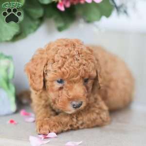 Zeke, Miniature Poodle Puppy