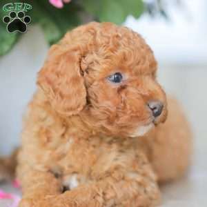 Zeke, Miniature Poodle Puppy