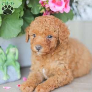 Zeke, Miniature Poodle Puppy
