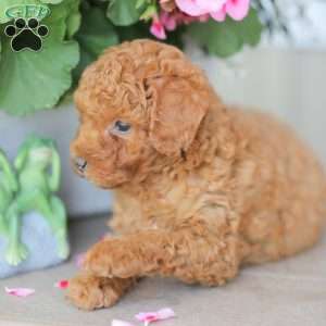 Zeke, Miniature Poodle Puppy