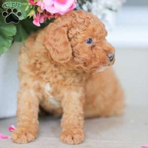 Zeke, Miniature Poodle Puppy