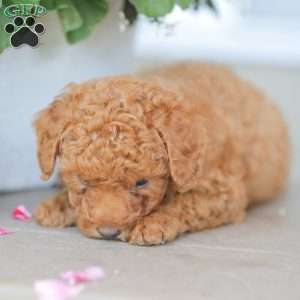 Zeke, Miniature Poodle Puppy