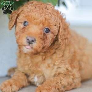 Zeke, Miniature Poodle Puppy