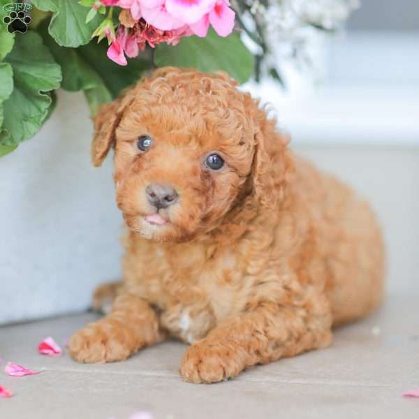 Zeke, Miniature Poodle Puppy