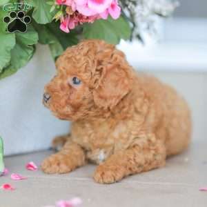 Zeke, Miniature Poodle Puppy