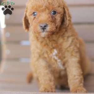 Zeke, Miniature Poodle Puppy