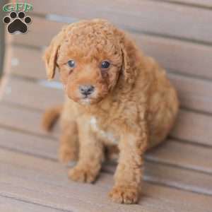 Zeke, Miniature Poodle Puppy