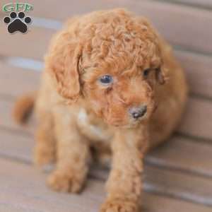 Zeke, Miniature Poodle Puppy