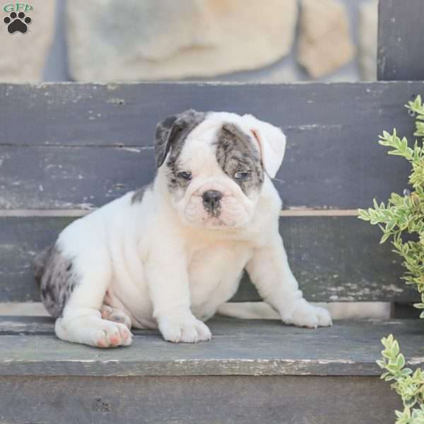 Speckles, American Bulldog Puppy