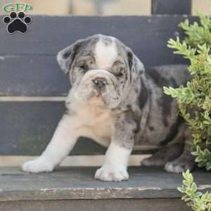 Sparky, American Bulldog Puppy