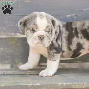 Sparky, American Bulldog Puppy
