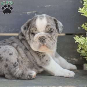 Sparky, American Bulldog Puppy