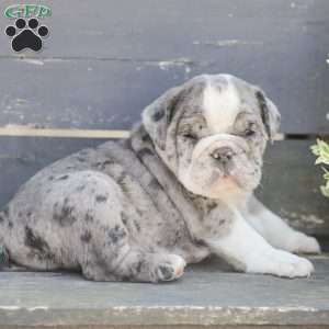 Sparky, American Bulldog Puppy